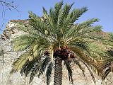Muscat 03 Mutrah 03 Date Palm Tree We sought the shade of some palm trees and looked up to see large clumps of dates. The Date Palm is a medium-sized tree, 15-25m tall, extensively cultivated for its edible fruit.